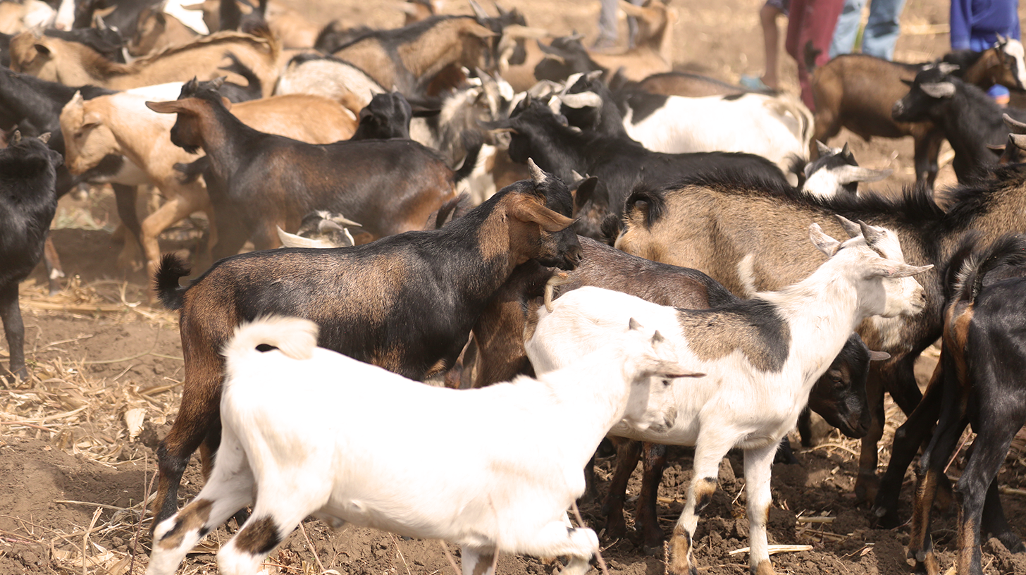 IOU Community Donates 218 Sheep to African Villages this Eid Al-Adha 2023